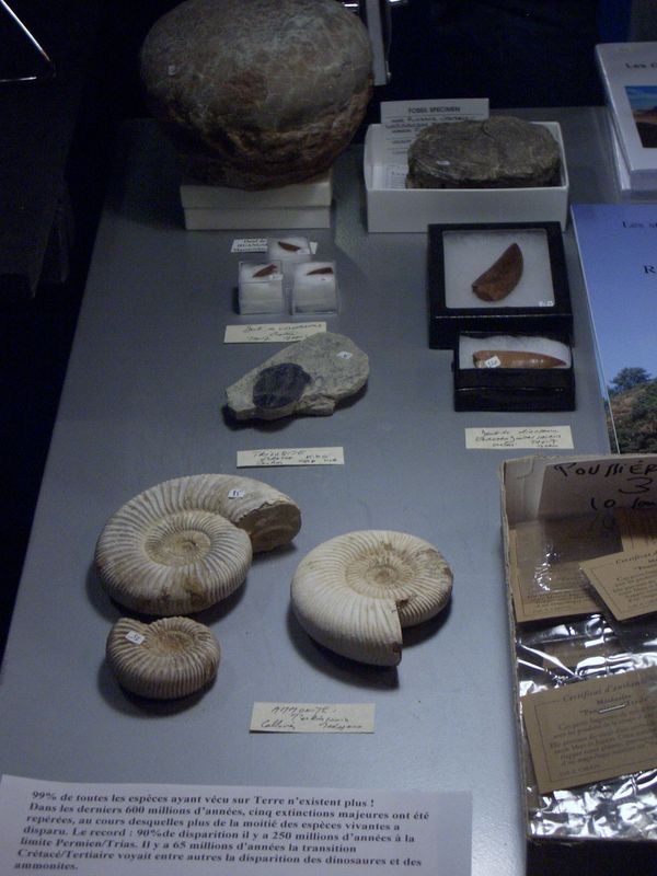 Quelques fossiles au stand d'Alain Carion 2006/Fossiles_01.jpg