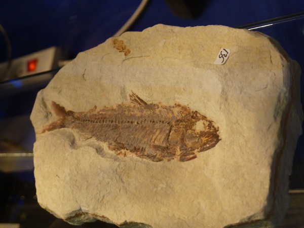 2012/meteorites/P1090718.JPG