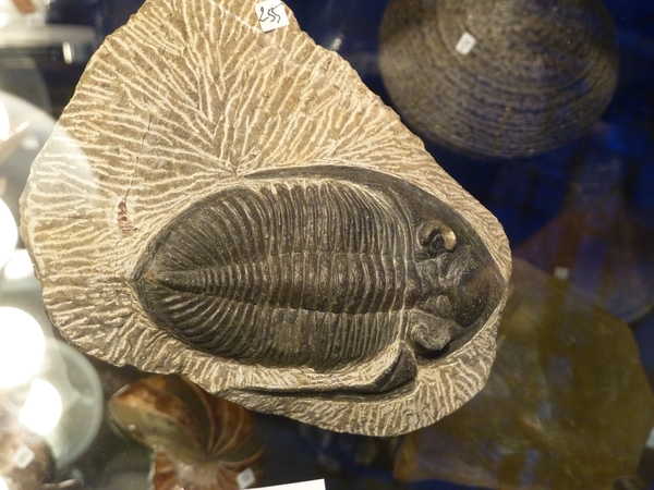 2012/meteorites/P1090721.JPG