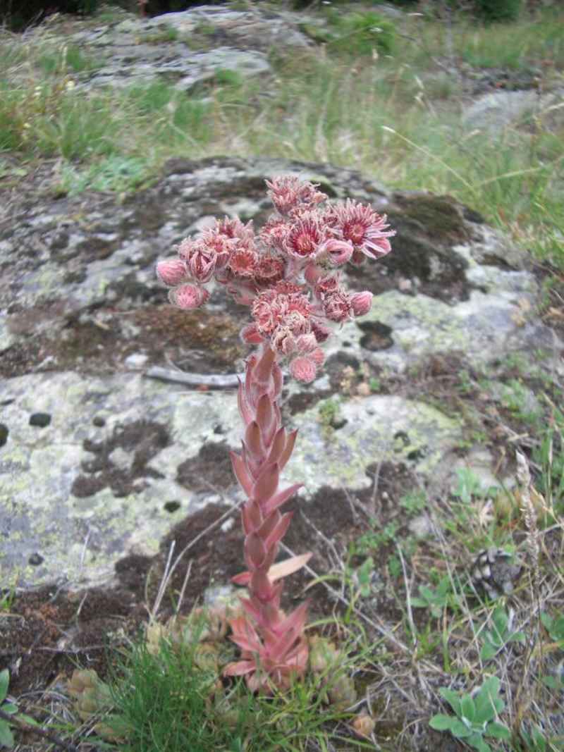 Joubarbe des montagnes : préserve du feu, de la foudre et des épidémies arcs/falconniere/photos/fleur_joubarbe.jpg