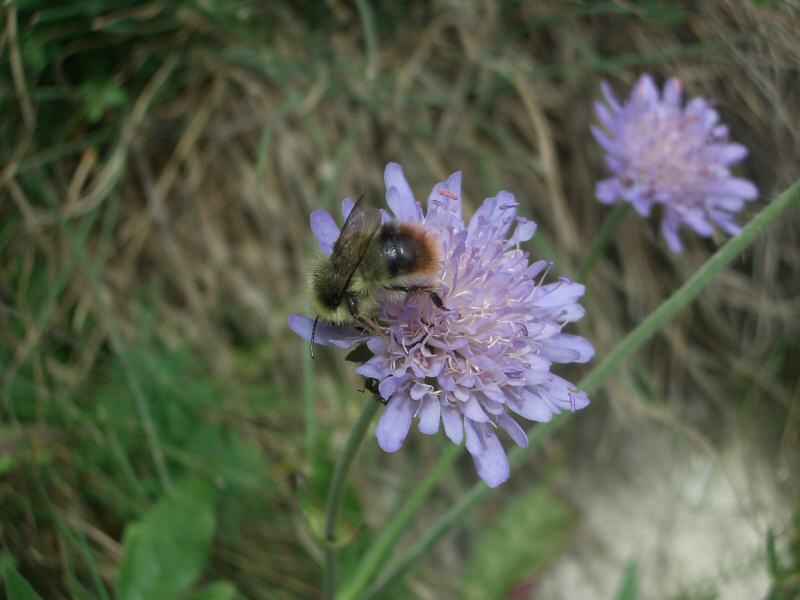 Un bourdon affairé sur une scabieuse luisante arcs/monal/photos/bourdon_scabieuse.jpg