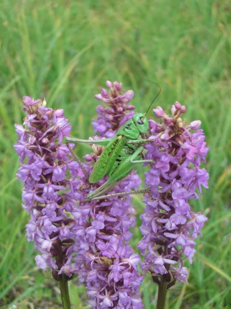 Ce visiteur n'est autre qu'un criquet d'un vert éclatant ! arcs/monal/photos/criquet_02.jpg