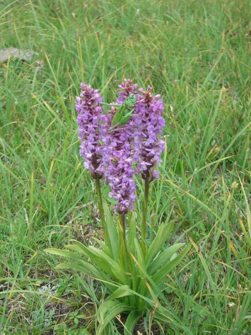 Cette orchidée abrite un visiteur inattendu... arcs/monal/photos/fleur_orchidee_03.jpg
