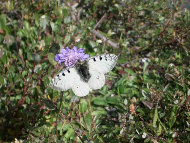 Apollon sur scabieuse luisante arcs/monal/photos/papillon_apollon.jpg