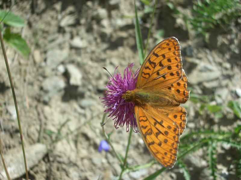 Nacré arcs/monal/photos/papillon_nacre_03.jpg