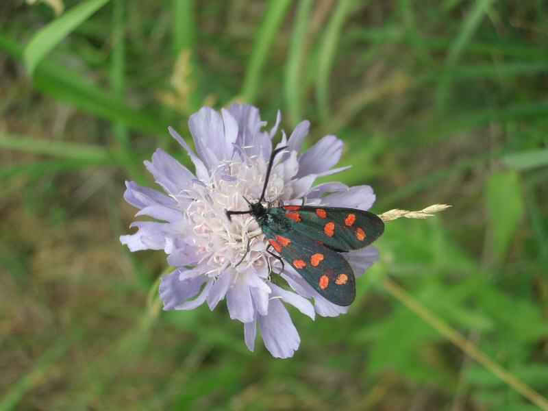 Zygène de la filipendule sur scabieuse luisante arcs/monal/photos/papillon_zygene.jpg