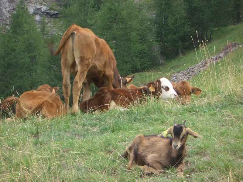 Décidément, cette jeune tarine s'entête à ne pas vouloir m'offrir un profil moins disgracieux ! arcs/monal/photos/tarine_05.jpg