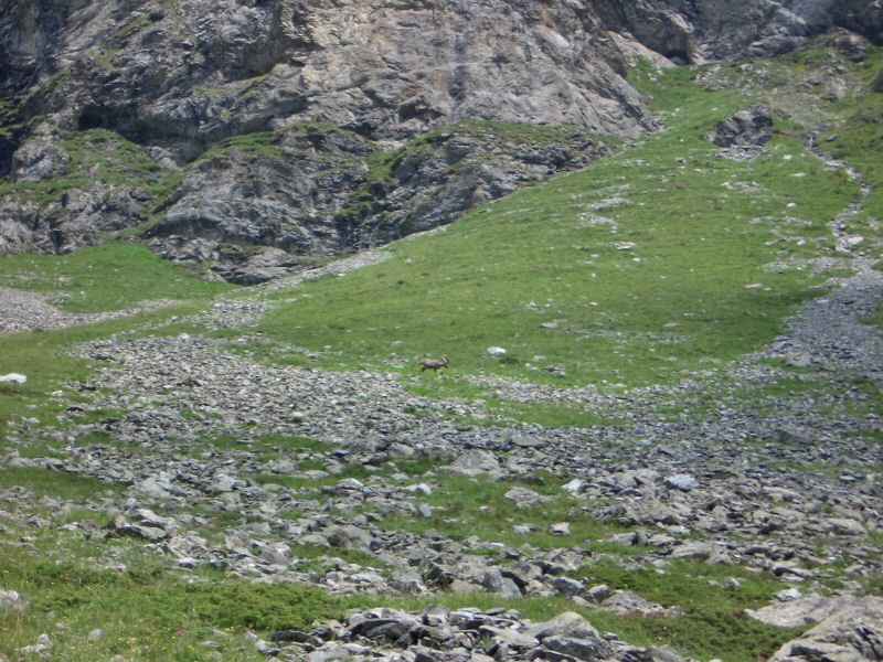 Après une bonne montée pour s'approcher... arcs/vanoise/photos/bouquetin_01.jpg