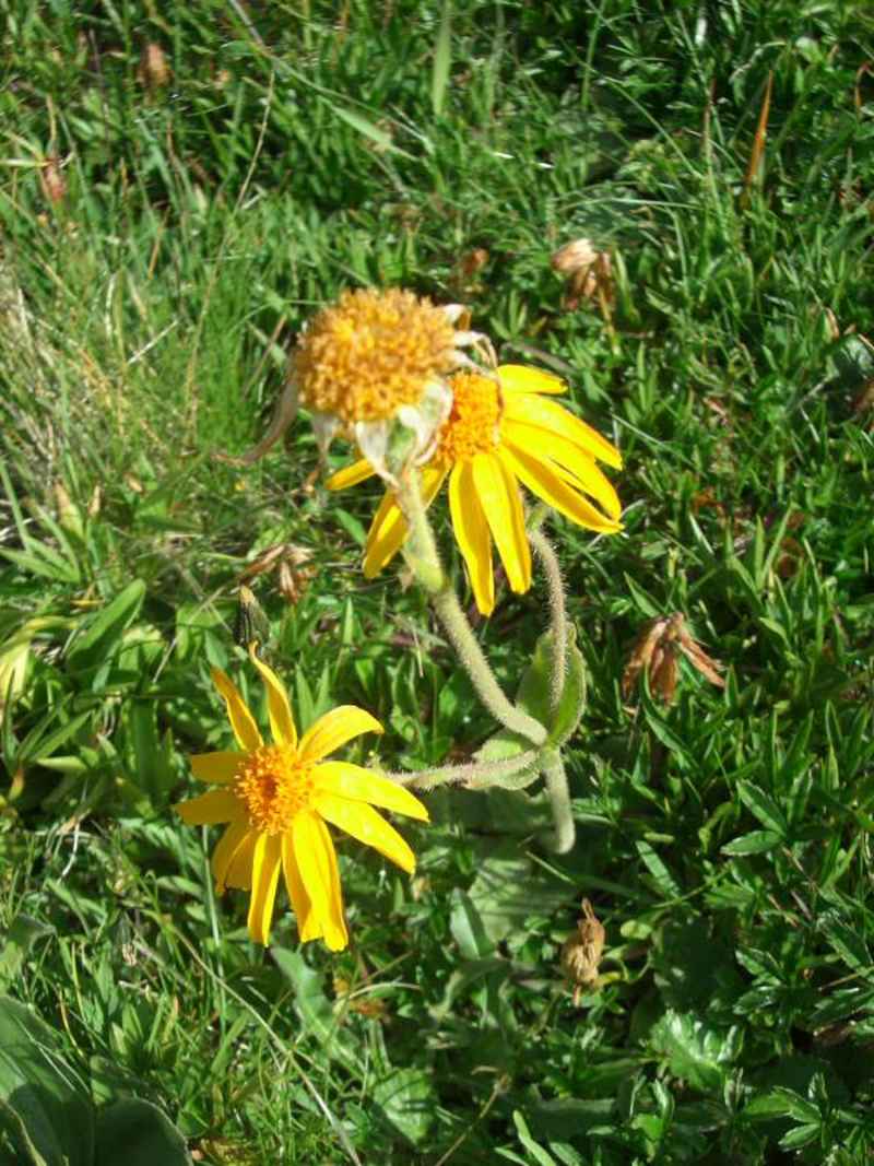 Arnica des montagnes (très toxique !) arcs/vanoise/photos/fleur_arnica.jpg