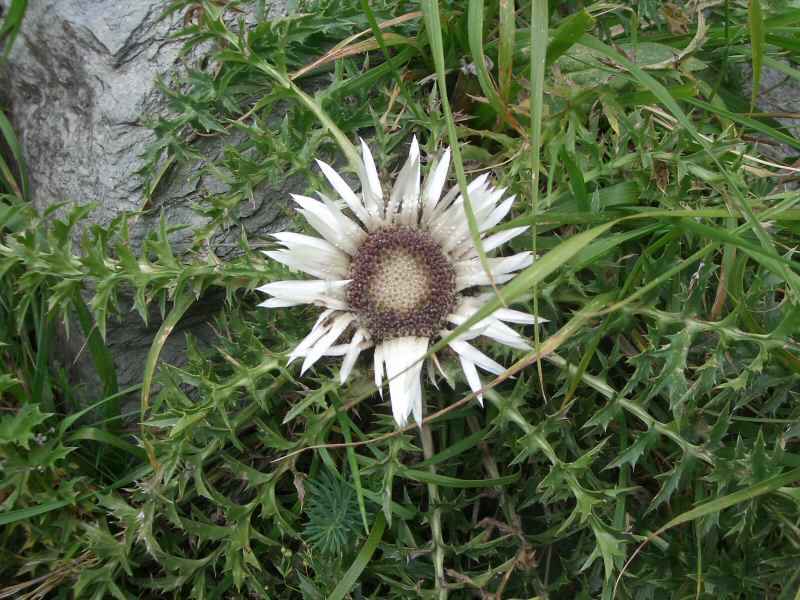 Carline acaule (sans tige) arcs/vanoise/photos/fleur_carline.jpg