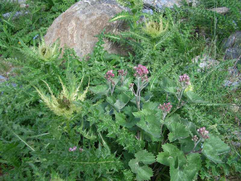 Beaucoup de chardons par ici arcs/vanoise/photos/fleur_chardon.jpg