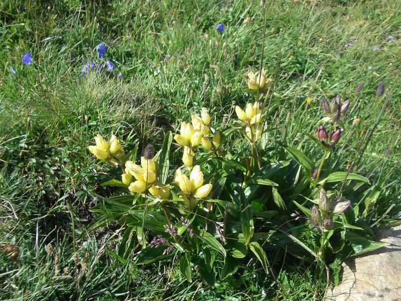 Gentiane pourprée arcs/vanoise/photos/fleur_gentiane_01.jpg