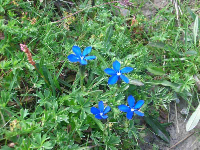 Gentiane printanière arcs/vanoise/photos/fleur_gentiane_02.jpg
