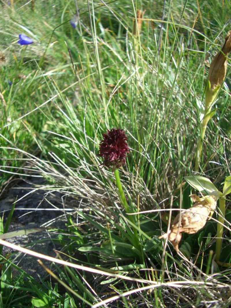 Orchis vanille (ou nigritelle noire) arcs/vanoise/photos/fleur_orchis_vanille.jpg