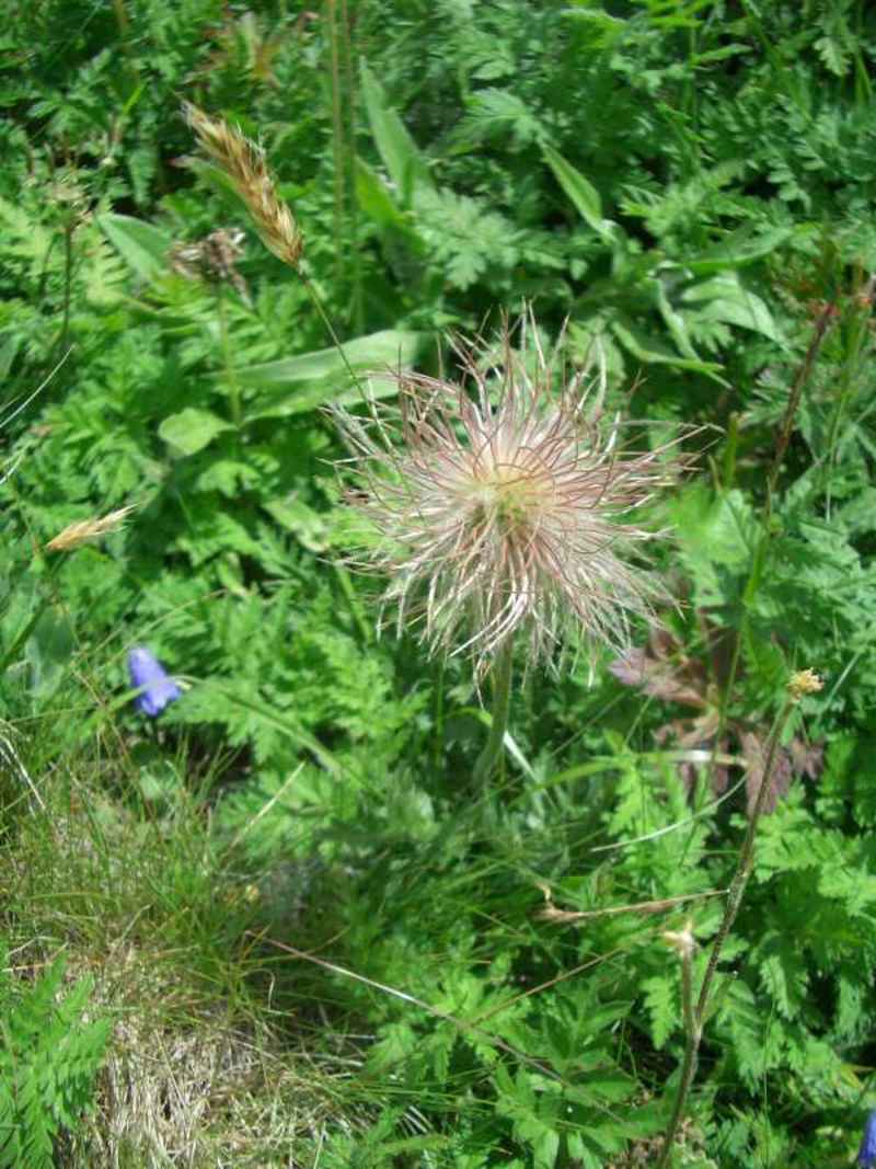 Pulsatille des Alpes (fruits après fanage des fleurs) arcs/vanoise/photos/fleur_pulsatille.jpg