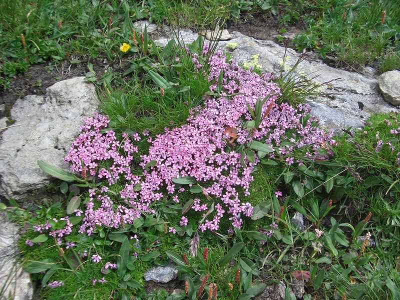 Silène acaule (sans pédoncule) arcs/vanoise/photos/fleur_silene.jpg