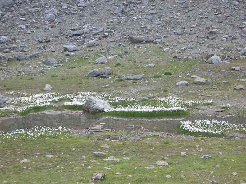 Linaigrette arcs/vanoise/photos/vanoise_linaigrette.jpg