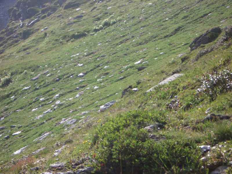 Après 'Où est Charlie ?', voici 'Où est la marmotte ?' !... arcs/vanoise/photos/vanoise_marmotte.jpg