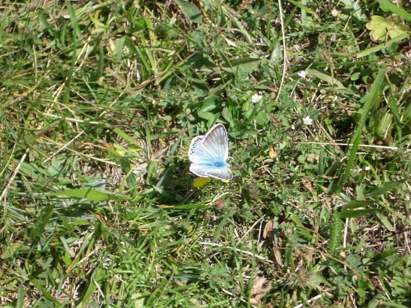 Cet argus bleu-nacré est difficile à approcher ! arcs/vernettes/photos/papillon_argus_bleu_01.jpg