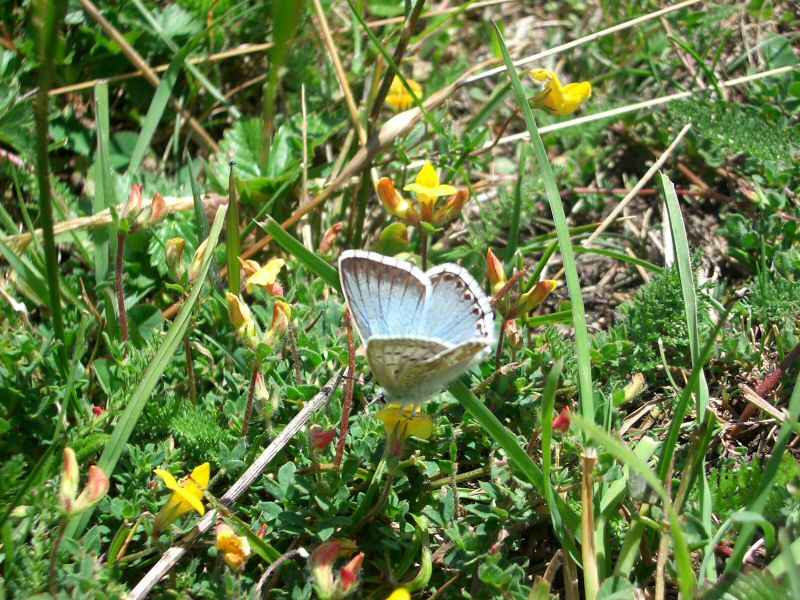 Argus bleu-nacré arcs/vernettes/photos/papillon_argus_bleu_03.jpg