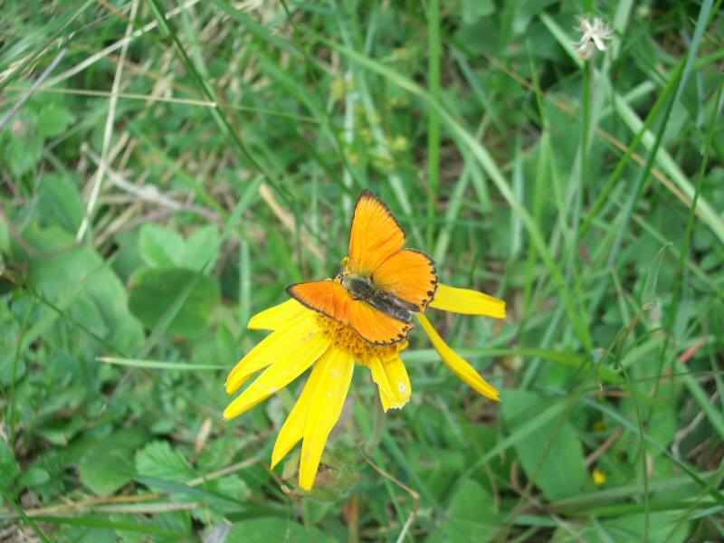 Argus satiné (ou cuivré de la verge d'or) arcs/vernettes/photos/papillon_argus_satine_01.jpg