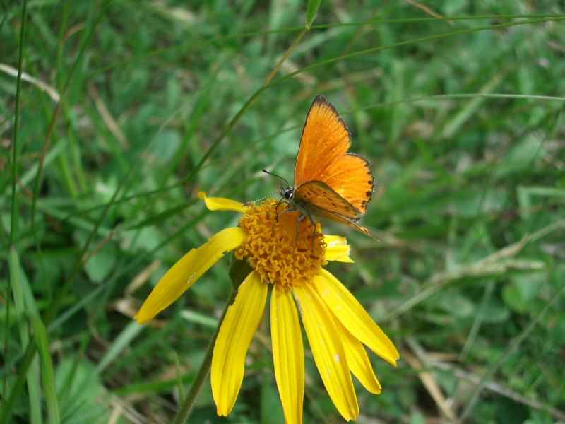 Argus satiné (ou cuivré de la verge d'or) arcs/vernettes/photos/papillon_argus_satine_02.jpg