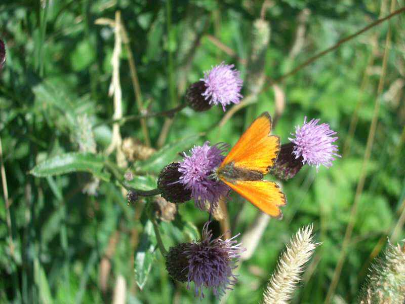 Argus satiné (ou cuivré de la verge d'or) arcs/vernettes/photos/papillon_argus_satine_03.jpg