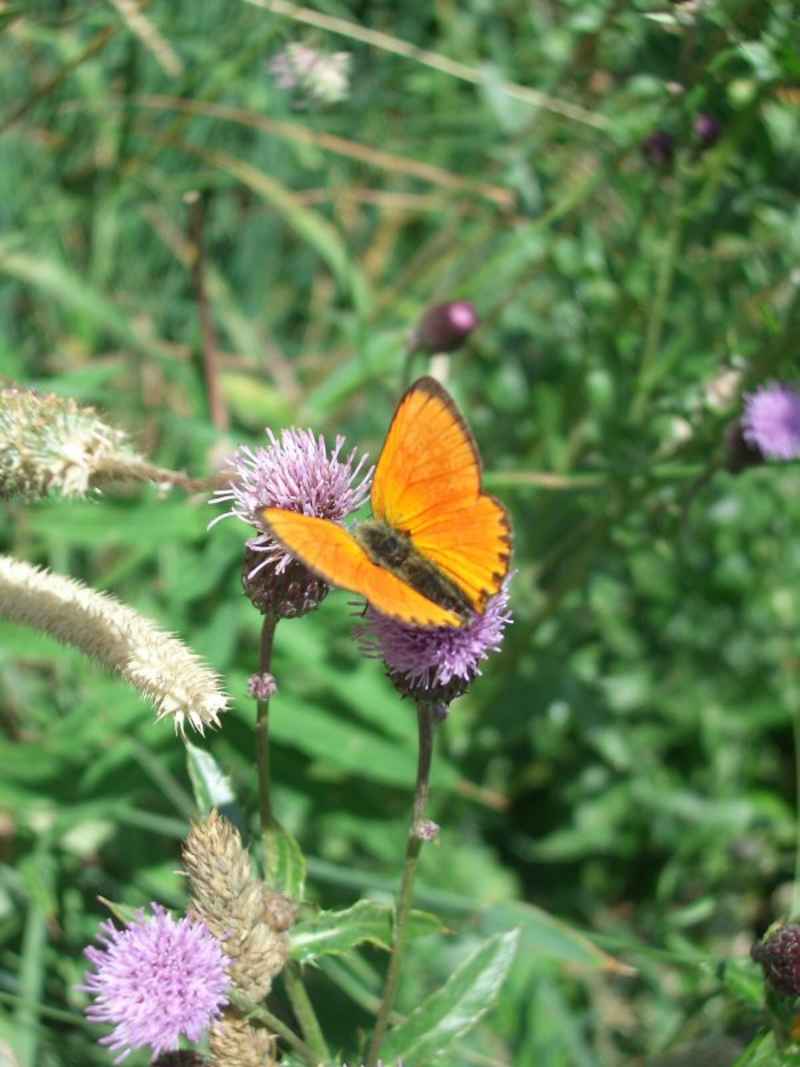 Argus satiné (ou cuivré de la verge d'or) arcs/vernettes/photos/papillon_argus_satine_04.jpg