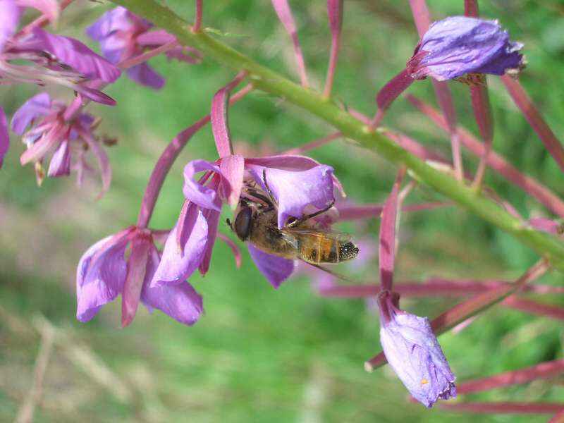 Au moins cette abeille est seule... arcs/villaroger/photos/abeille_01.jpg