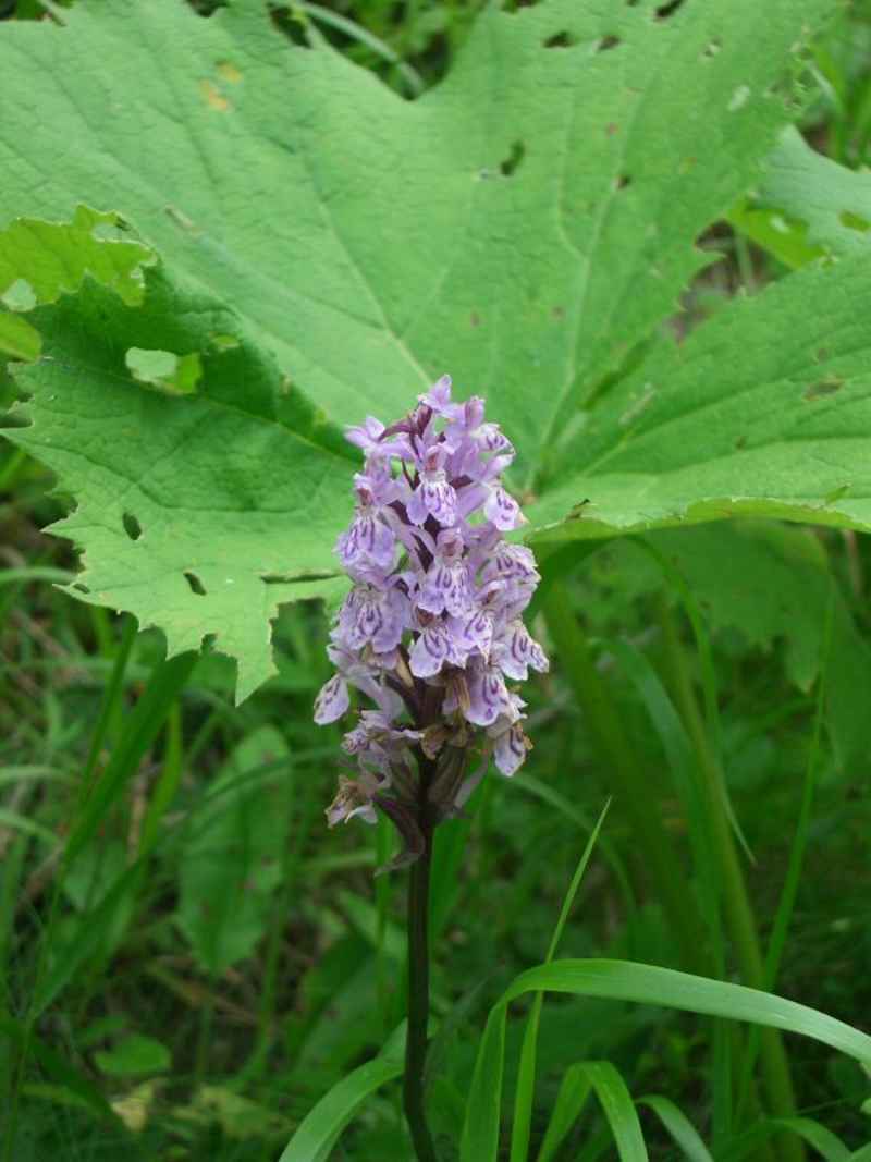 Orchis tacheté arcs/villaroger/photos/fleur_orchidee_01.jpg
