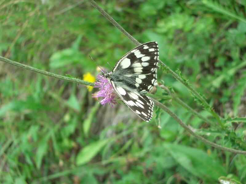 Un magnifique demi-deuil arcs/villaroger/photos/papillon_demi-deuil.jpg
