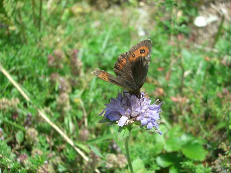 Ce moiré frange-pie semble apprécier cette scabieuse luisante arcs/villaroger/photos/papillon_moire_frange-pie_01.jpg