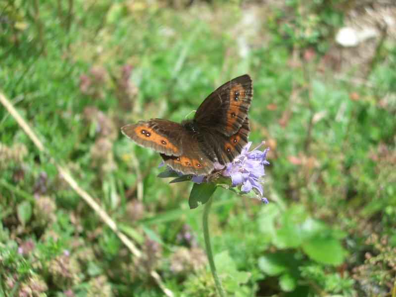 Moiré frange-pie arcs/villaroger/photos/papillon_moire_frange-pie_02.jpg