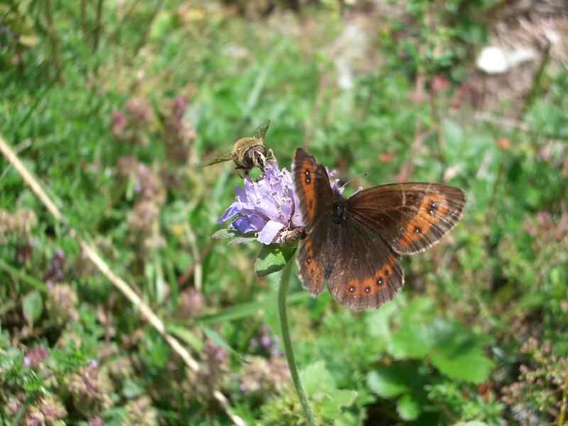 Sans-gêne cette abeille ! Le moiré frange-pie doit maintenant partager son festin... arcs/villaroger/photos/papillon_moire_frange-pie_03.jpg