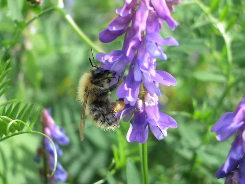 Faune et flore des bords de Loire... blois/photos/blois_bourdon.jpg
