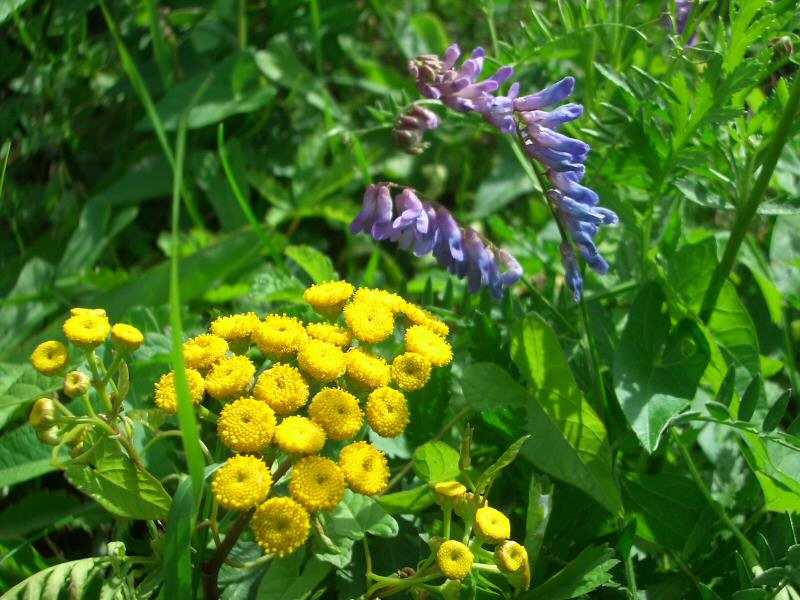 Fleurs au bord de la Loire blois/photos/blois_fleurs.jpg