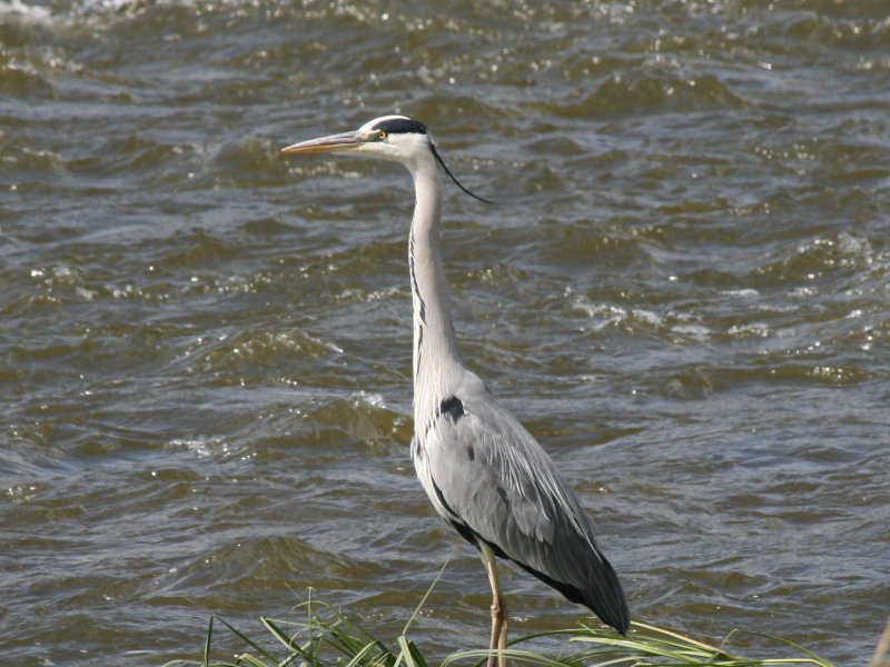 A quelques pas du pont (ou plutôt à quelques battements d'ailes !), un héron prend la pose... blois/photos/blois_heron_01.jpg