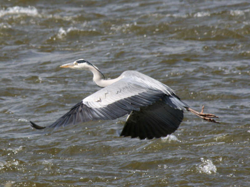 avant de prendre son envol ! blois/photos/blois_heron_02.jpg