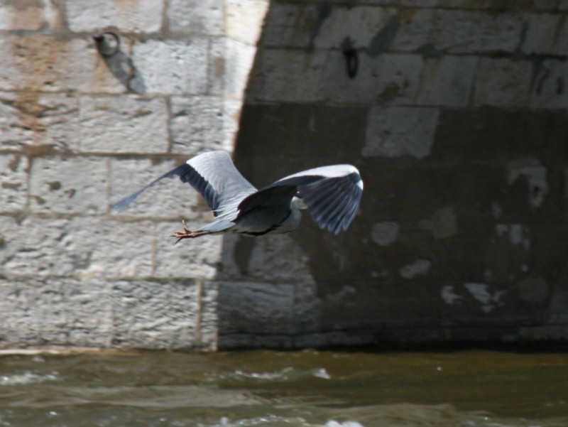 Le héron sous le pont... blois/photos/blois_heron_03.jpg