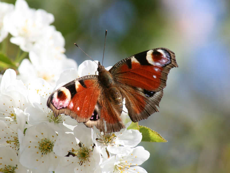 Un visiteur de plus en plus rare dans mon jardin ! blois/photos/blois_papillon_01.jpg