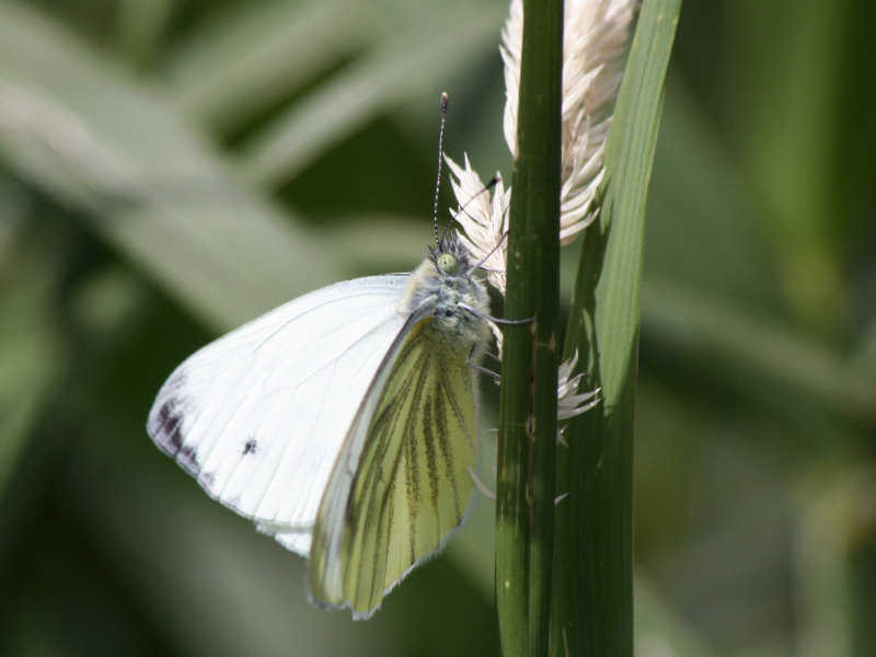 Sur les bords de Loire... un papillon aux yeux étranges ! blois/photos/blois_papillon_02.jpg