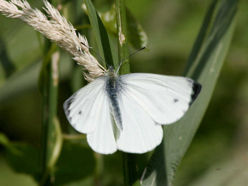 Retour sur les bords de Loire... blois/photos/blois_papillon_03.jpg
