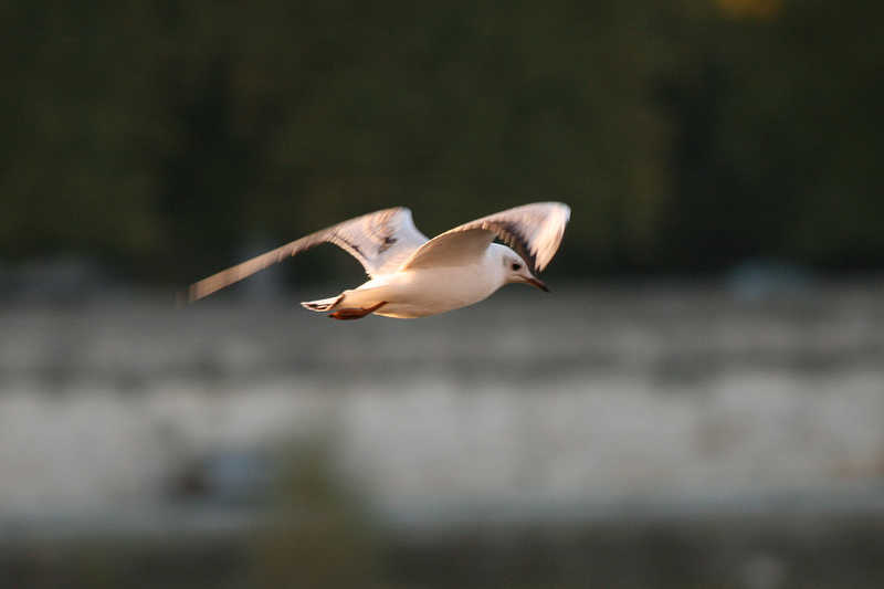 Une jeune mouette rieuse blois/photos/mouette01.jpg