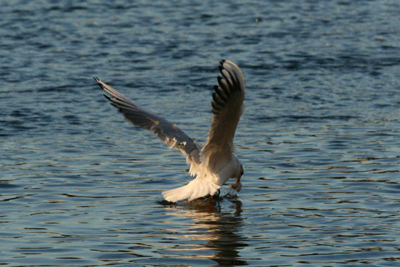 La pêche a été bonne ! blois/photos/mouette02.jpg