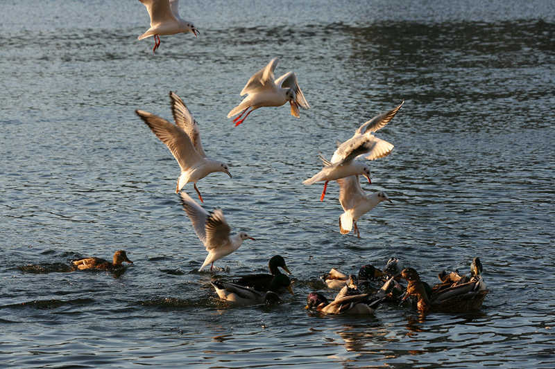 Les mouettes viennent partager le festin des canards ! blois/photos/mouettes02.jpg