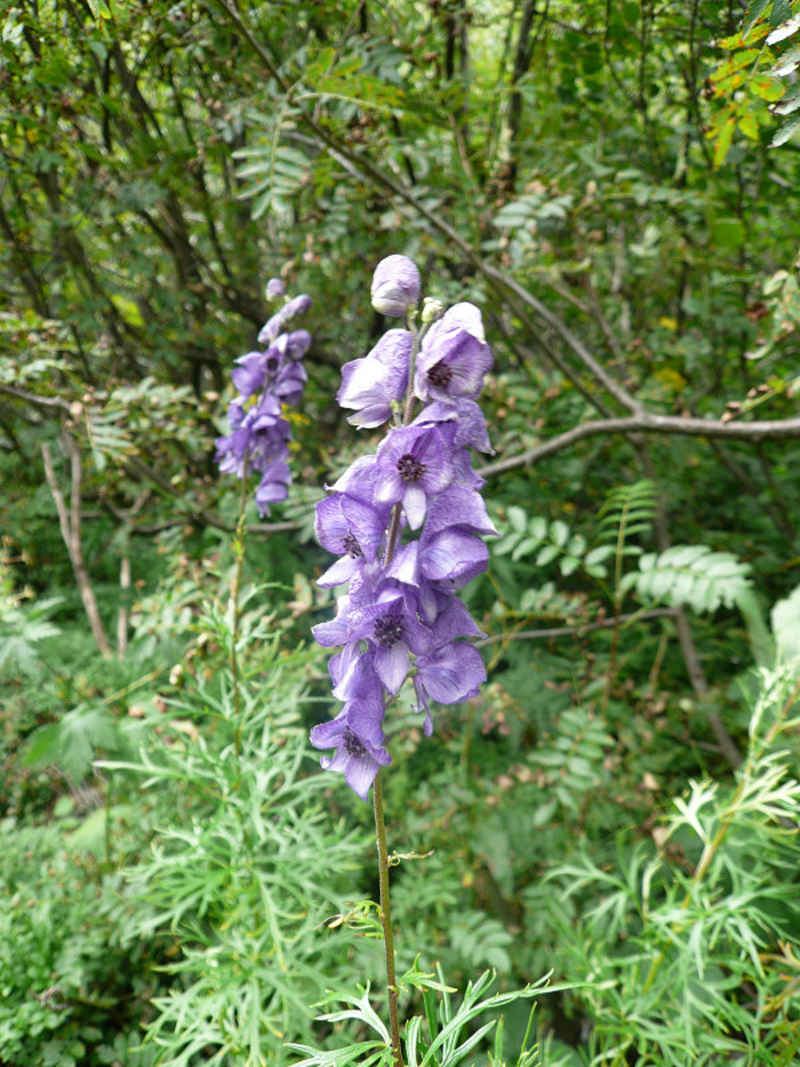 Aconit chamonix/argentiere/photos/fleur_aconit.jpg