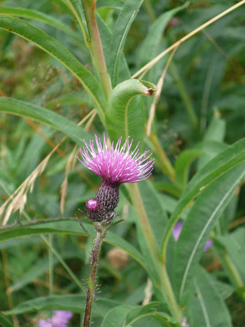 Cirse des marais chamonix/argentiere/photos/fleur_cirse_des_marais.jpg