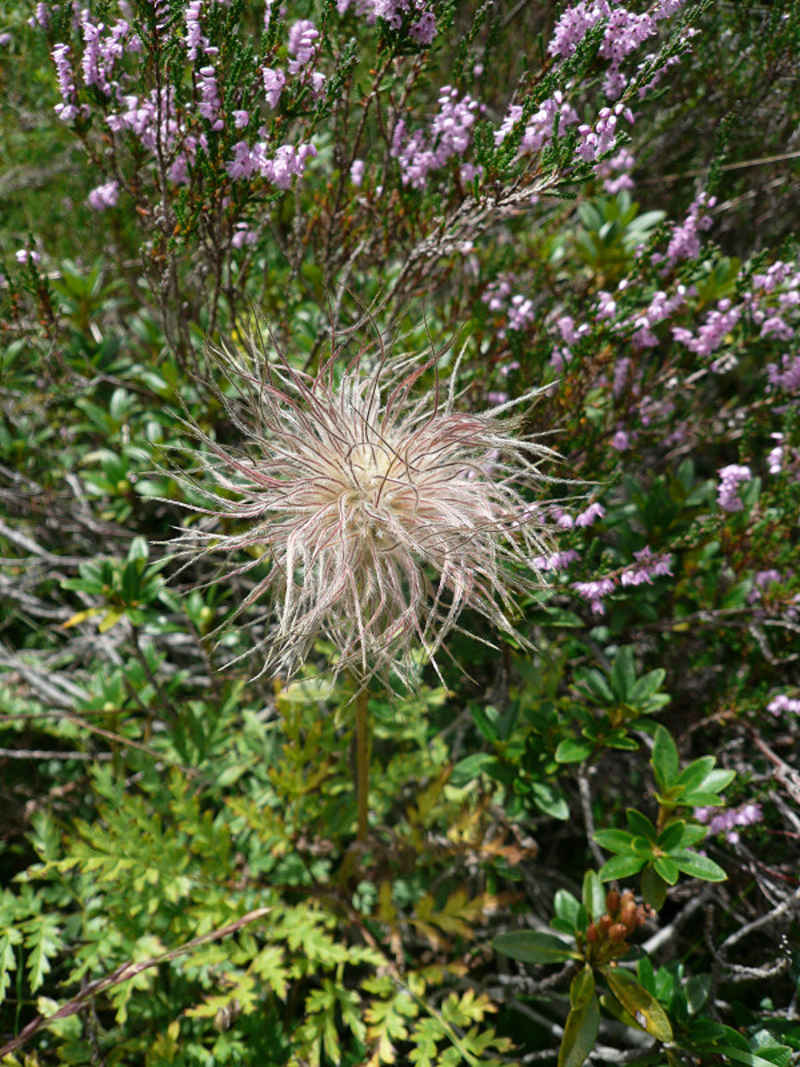 Pulsatille soufrée chamonix/argentiere/photos/fleur_pulsatille.jpg
