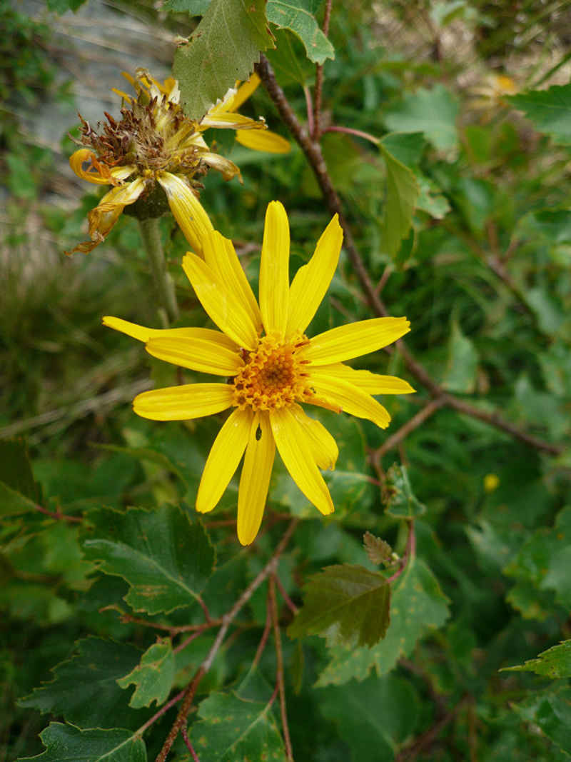 Une fleur d'arnica chamonix/lac_blanc/photos/arnica_01.jpg