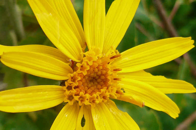 Fleur d'arnica chamonix/lac_blanc/photos/arnica_01_zoom.jpg